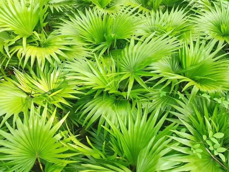 Saw Palmetto Berry